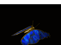 pic for Butterfly blu